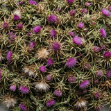 Milk Thistle (80% Silymarin)